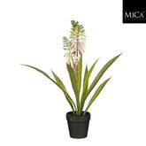Aloe Vera In Pot Cream - H43Xd30,5Cm